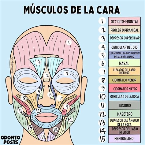 musculos de la cara-1